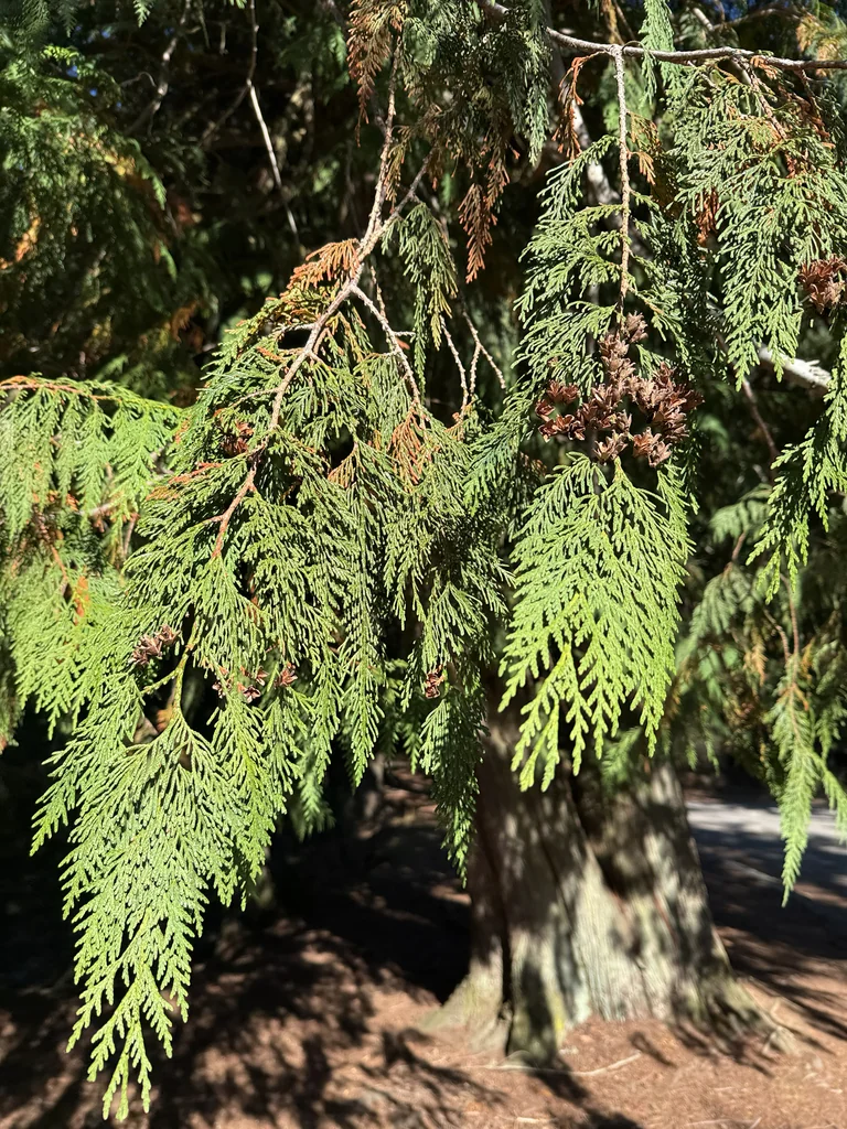 Thuja plicata