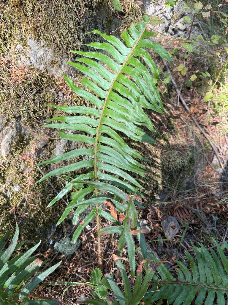Polystichum Munitum