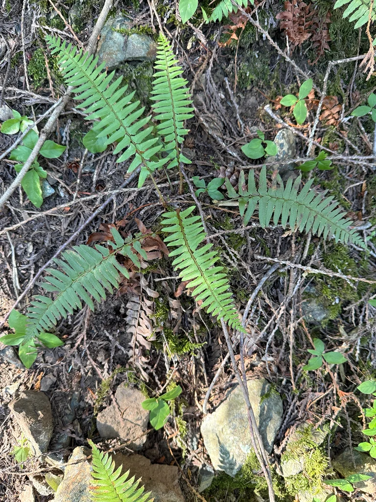 Polystichum Munitum