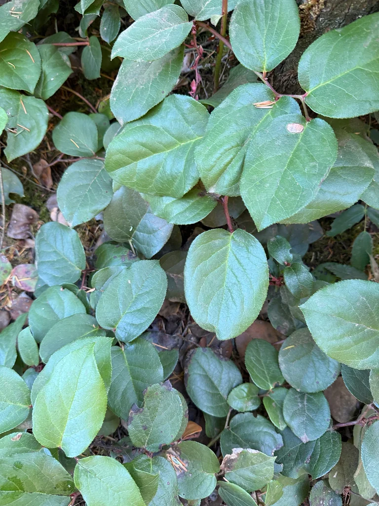 Gaultheria Shallon