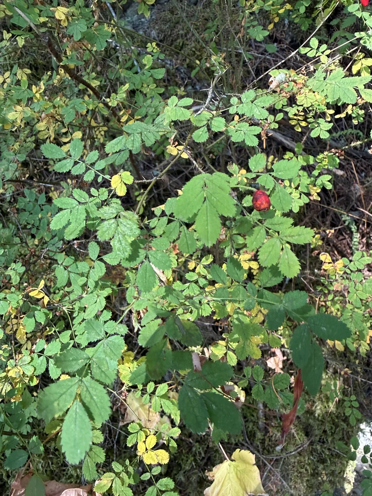 Rosa gymnocarpa