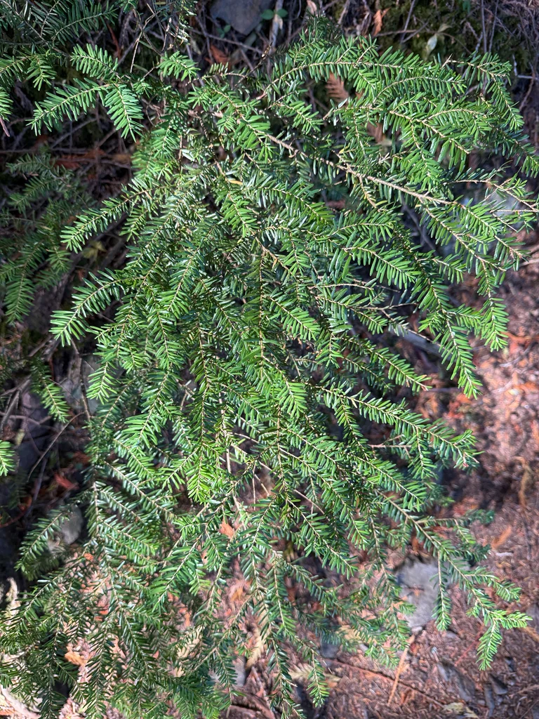 Tsuga Heterophylla