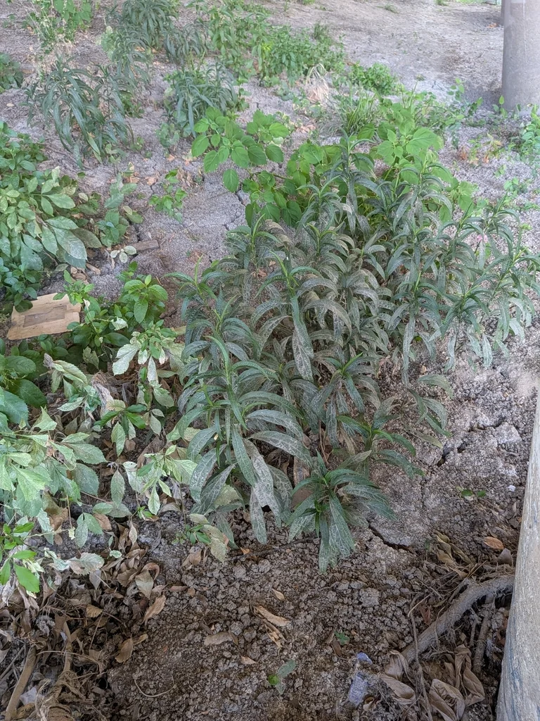 Ruellia Brittoniana
