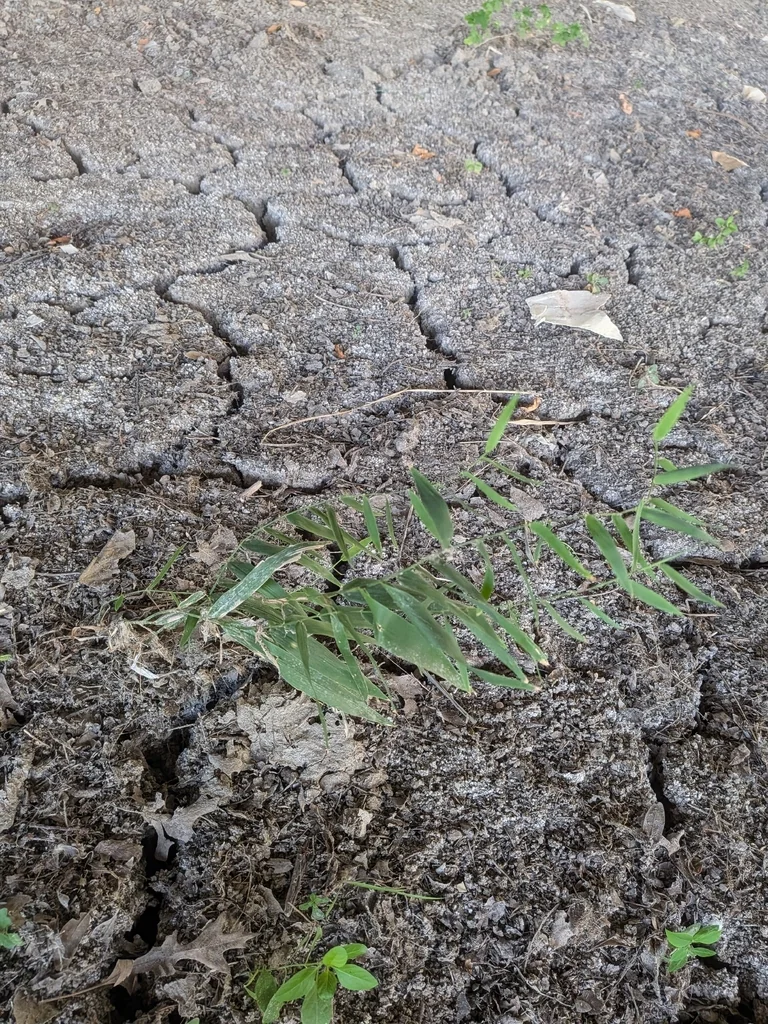 Chasmanthium Latifolium