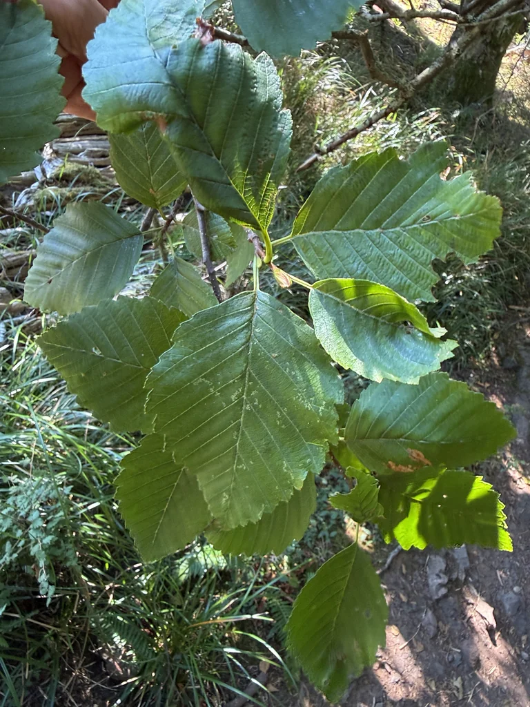 Alnus Rubra