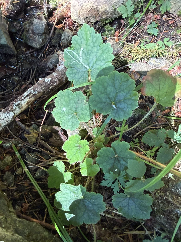 Tellima Grandiflora