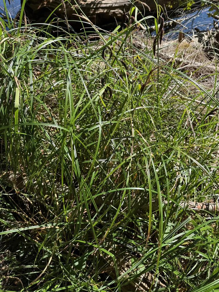 Carex Obnupta