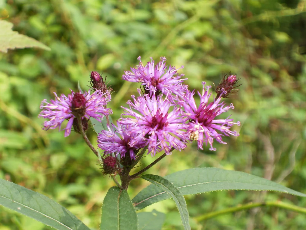 Vernonia Noveboracensis