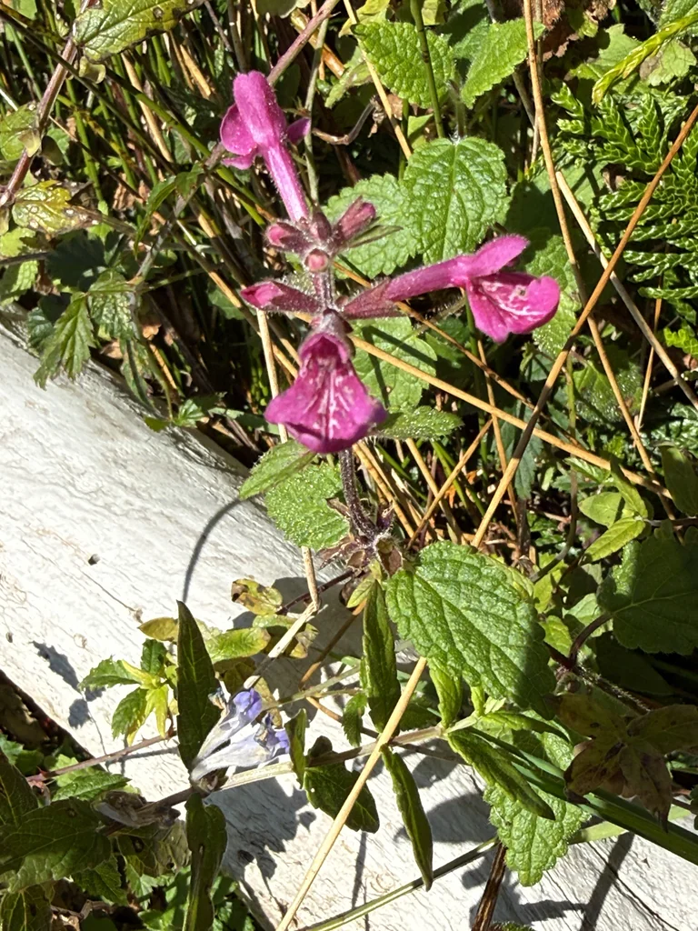 Stachys chamissonis