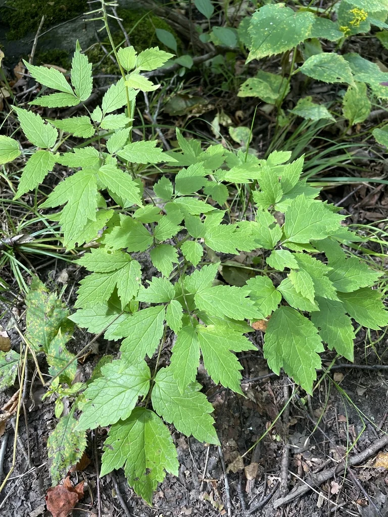 Actaea Rubra