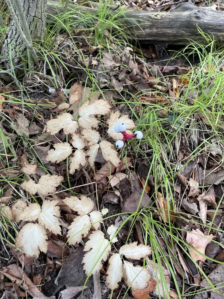 Actaea Pachypoda