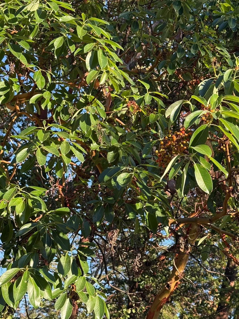 Arbutus Menziesii
