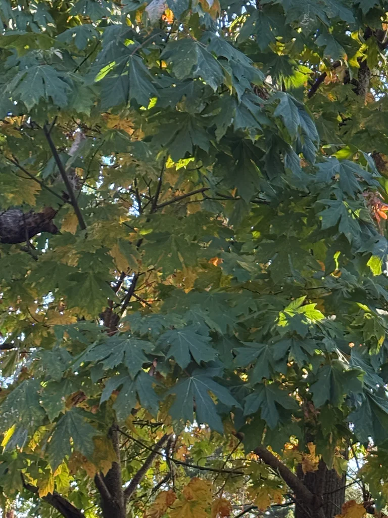 Acer Macrophyllum