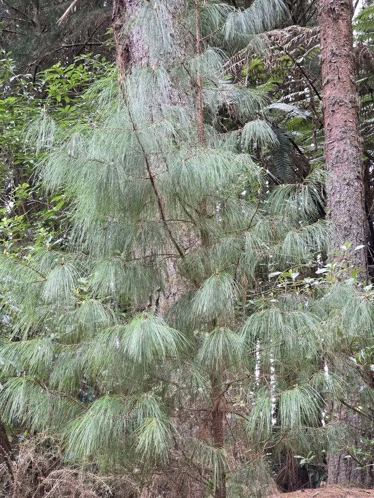 Pinus Patula