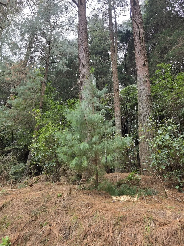 Pinus Patula