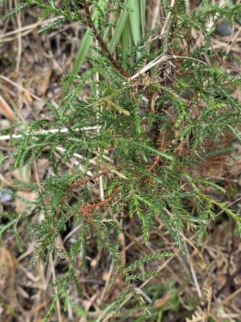 Cryptomeria Japonica