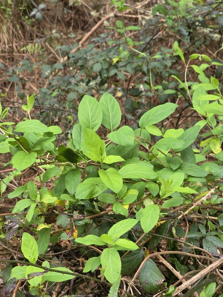 Lonicera Japonica