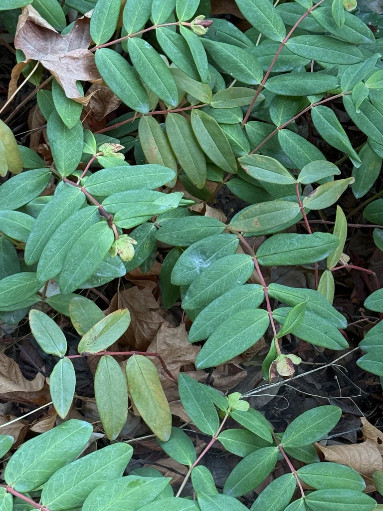 Hypericum Calycinum