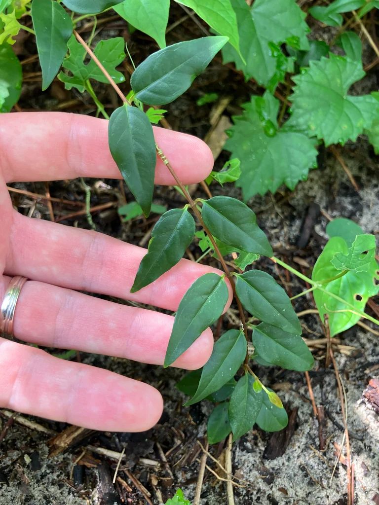 Gelsemium Sempervirens