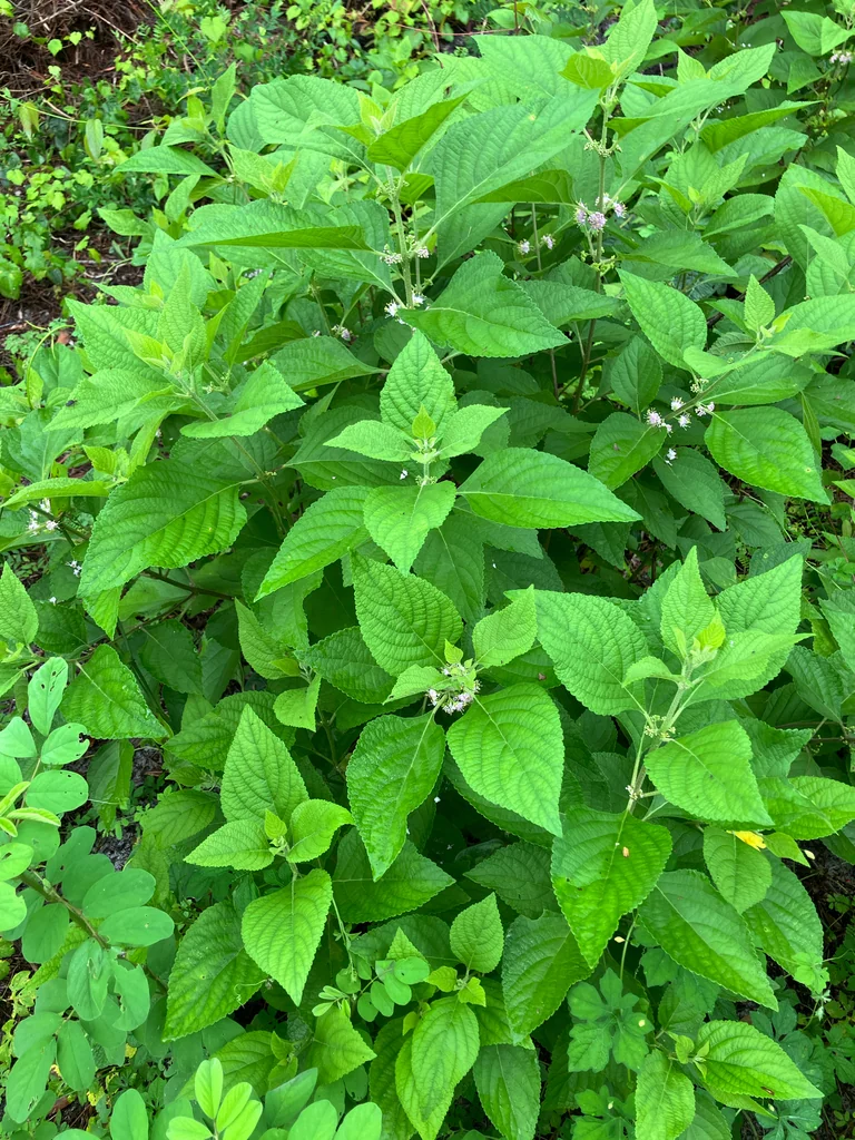 Callicarpa Americana