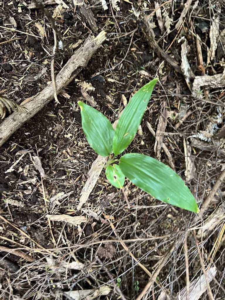 Hedychium Gardnerianum