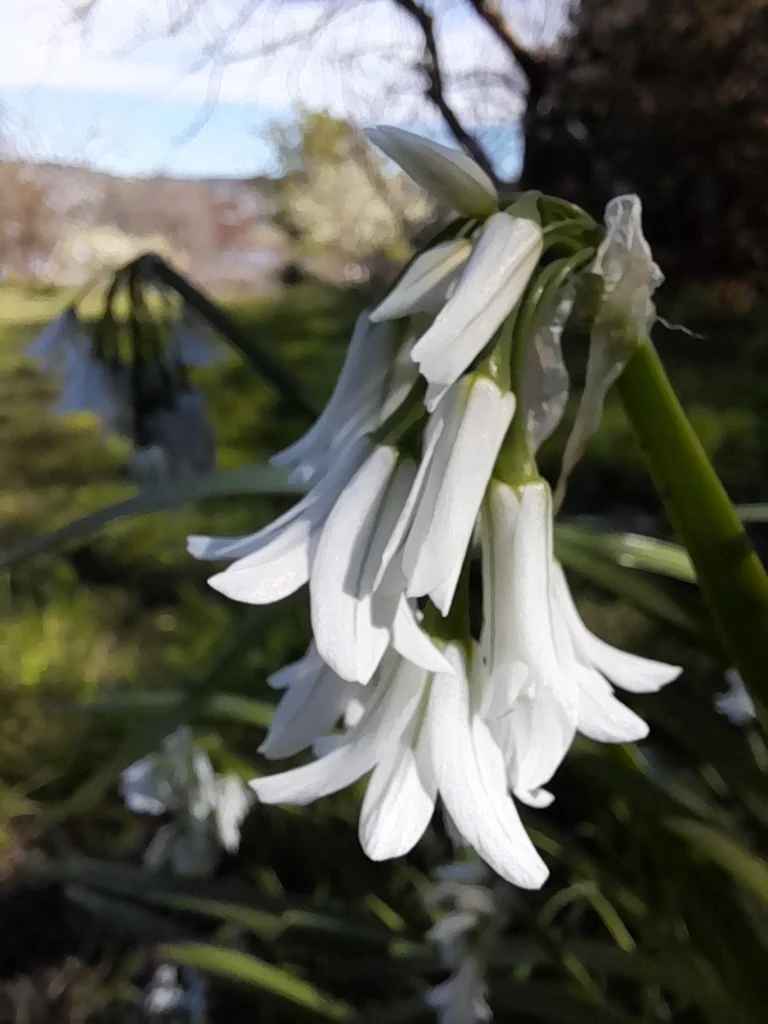 Allium Triquetrum