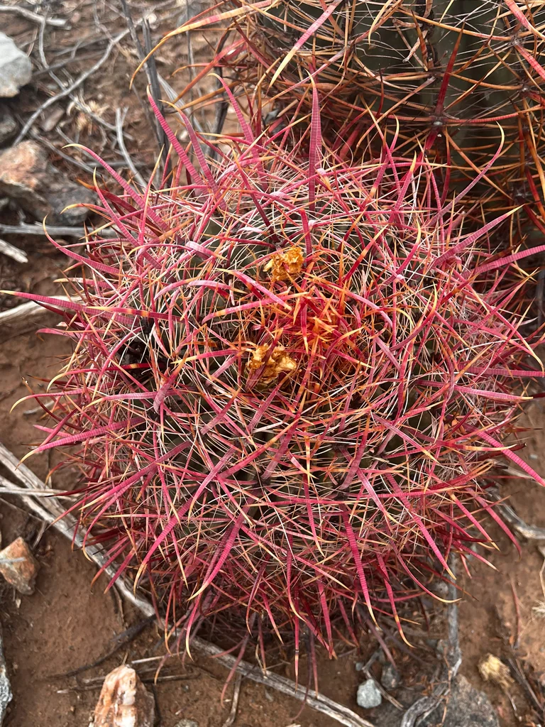 Ferocactus Cylindraceus