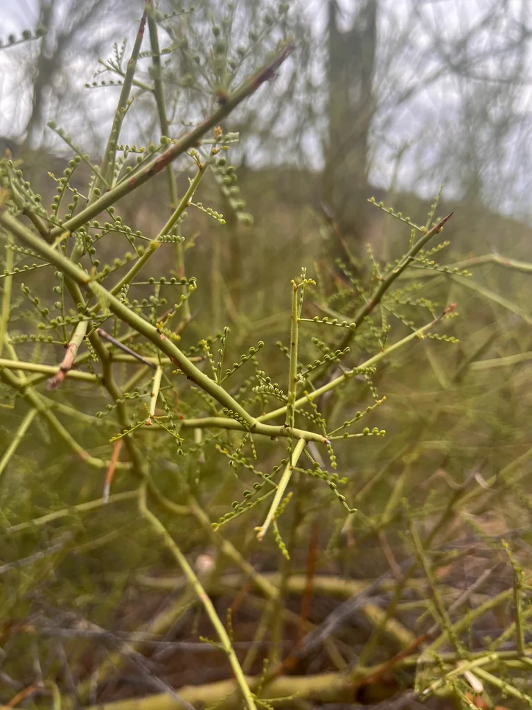Parkinsonia Microphylla