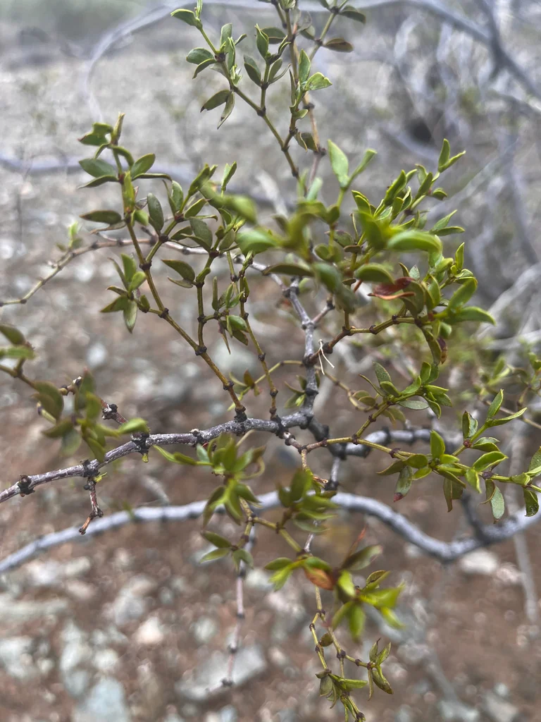Larrea Tridentata