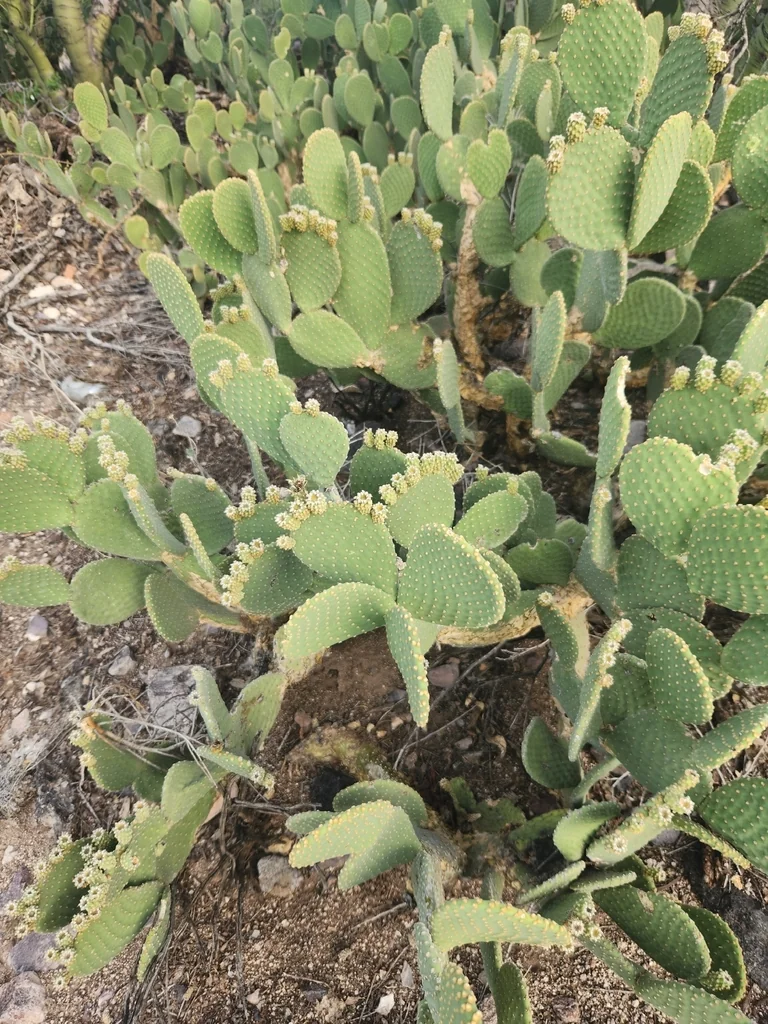 Opuntia Microdasys