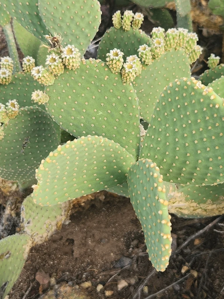 Opuntia Microdasys