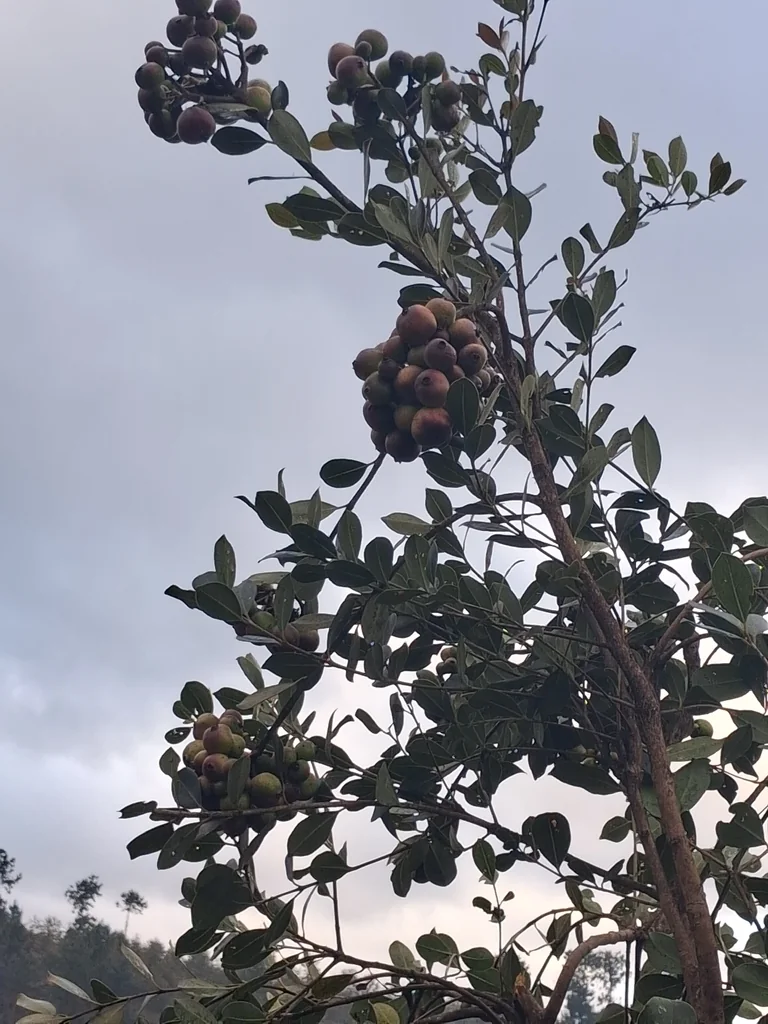 Psidium Cattleianum