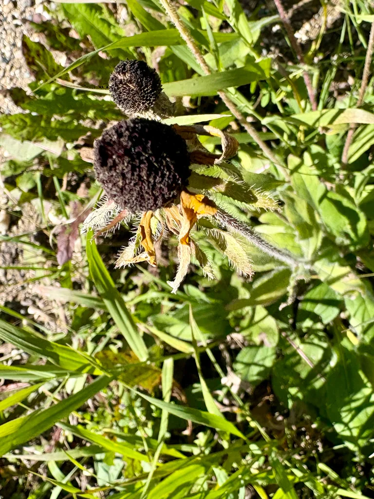 Rudbeckia Hirta