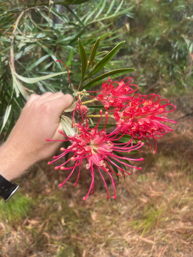 Grevillea Banksii