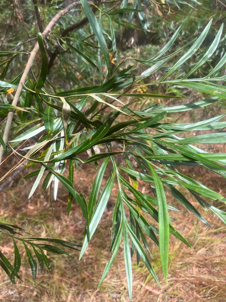 Grevillea Banksii