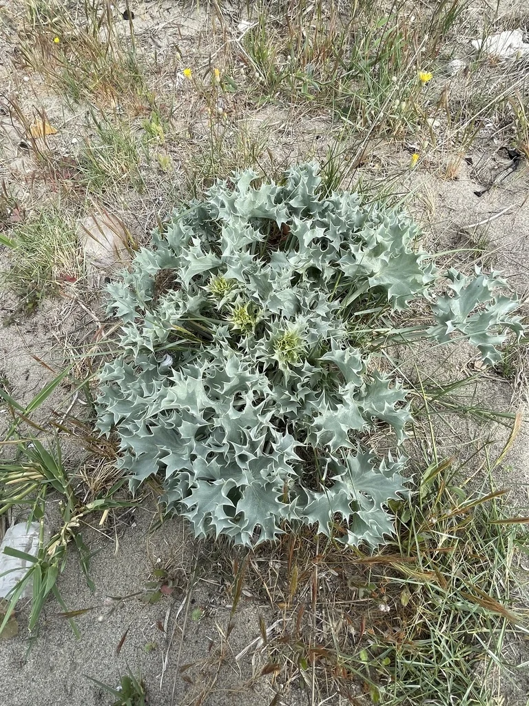 Eryngium Maritimum
