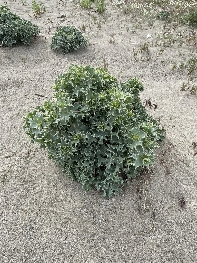 Eryngium Maritimum