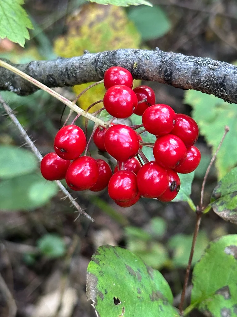 Actaea Rubra