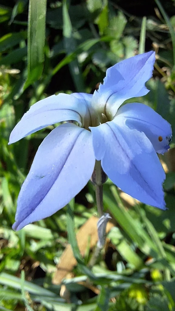 Ipheion Uniflorum