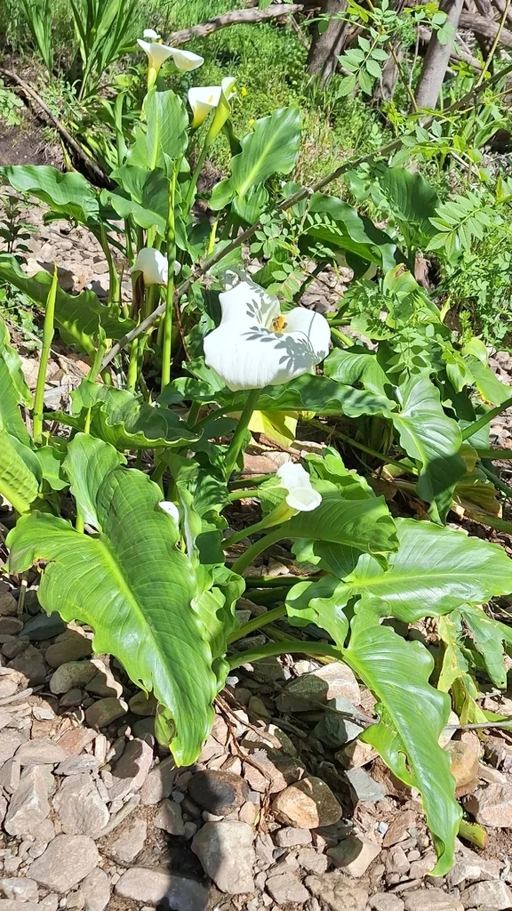 Zantedeschia Aethiopica