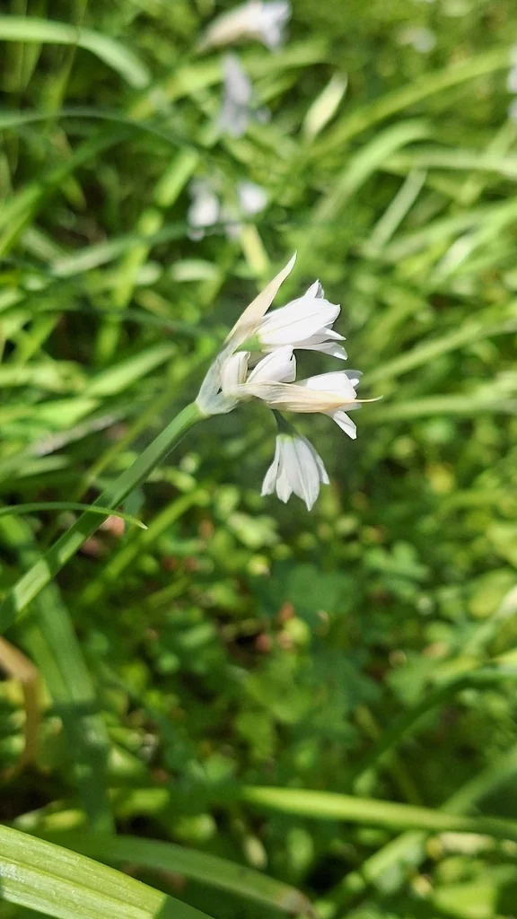 Allium Triquetrum
