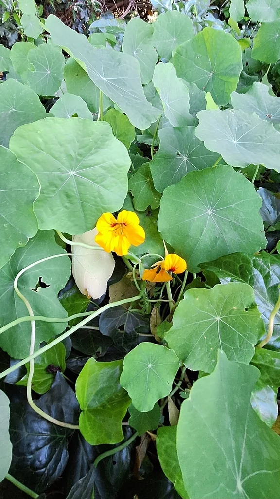 Tropaeolum Majus