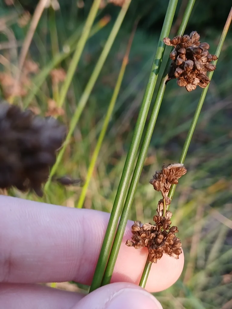 Juncus effusus