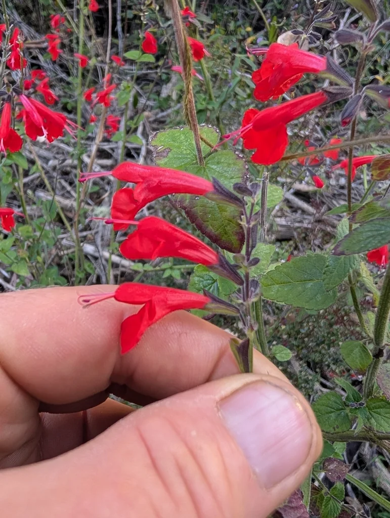 Salvia coccinea