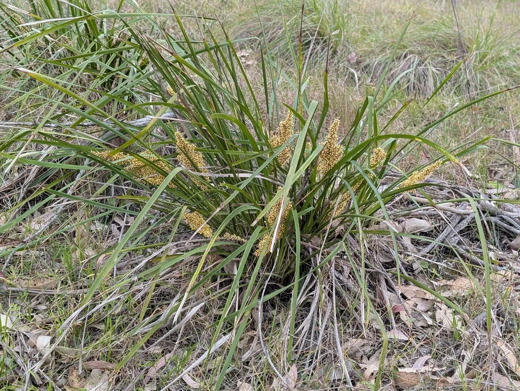 Lomandra Longifolia