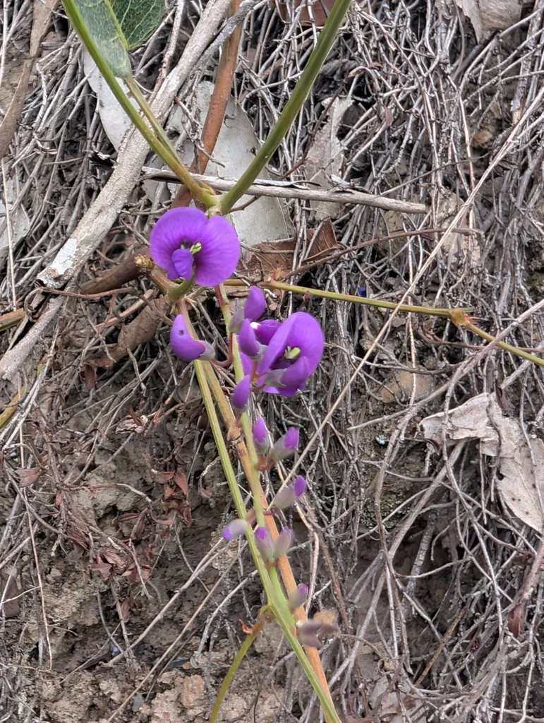 Hardenbergia Violacea