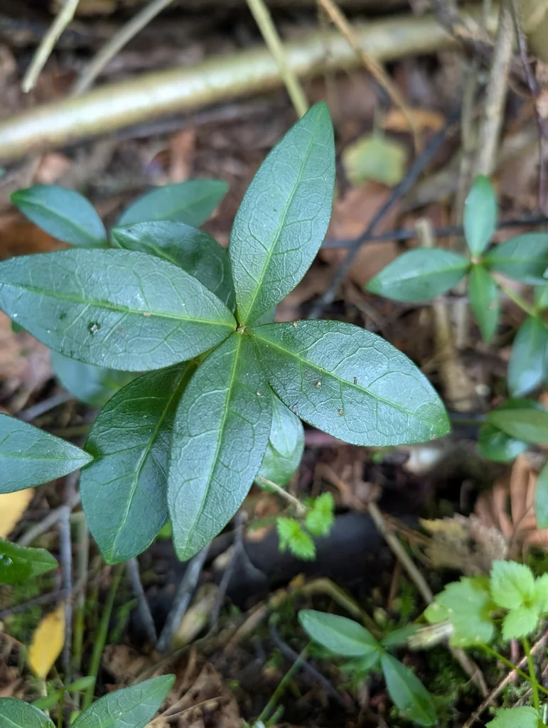 Vinca Minor