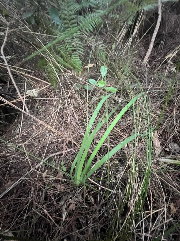 Aristea Ecklonii