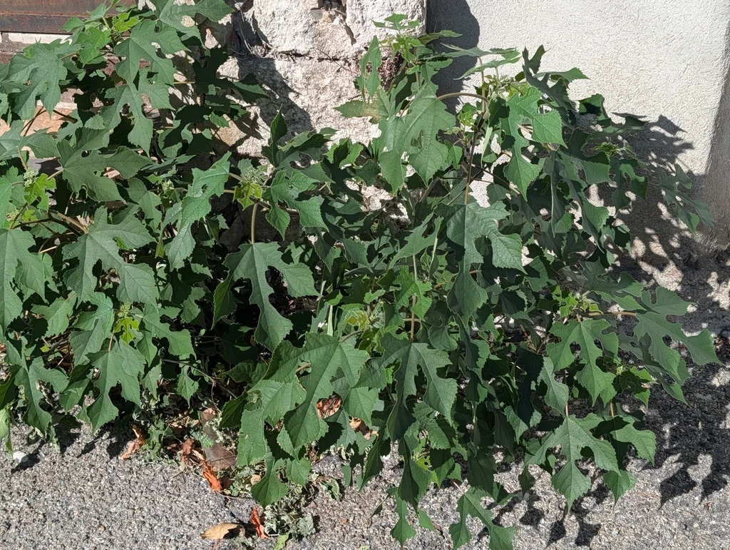Broussonetia Papyrifera
