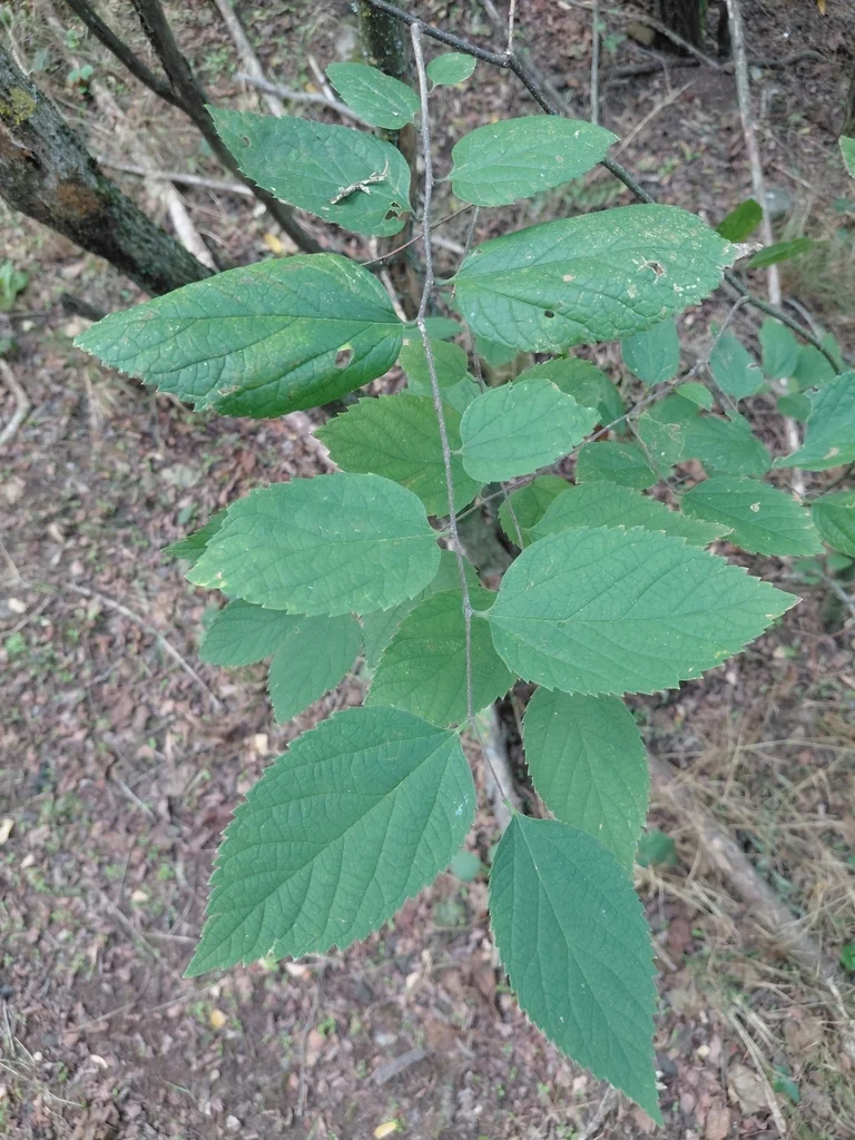 Celtis Occidentalis